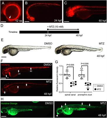 IFT46 gene promoter-driven ciliopathy disease model in zebrafish